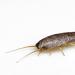 What small insects can be found in the apartment Where can you find smooth muscles and where