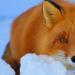What does it mean if you dream of a fox?