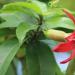 히비스커스 (중국 장미) : 열대 맬로의 설명, 재배, 번식 및 관리, 가능한 질병 실내 히비스커스 재배
