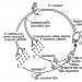 Spickzettel: Individuelle Entwicklung von Organismen (Ontogenese)