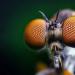 Wie viele Körperteile haben Insekten: äußere Struktur