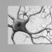 بافت عصبی شامل دو نوع سلول است: سلول های عصبی خاص - نورون ها و سلول های کمکی - نوروگلیا نورون ها و سلول های کمکی.